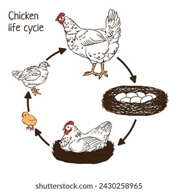 La composición infográfica de las etapas del ciclo de vida del pollo de los huevos, la gallina en el nido a los pollitos que incuban y a la ilustración gráfica vectorial del pollo adulto.