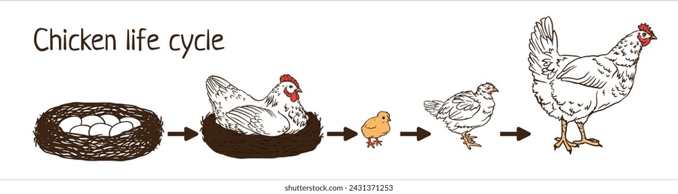 Chicken life cycle stages infographic composition from eggs, hen on nest to hatching chicks and to adult chicken vector graphic illustration. for kids education,  poultry for farming products package