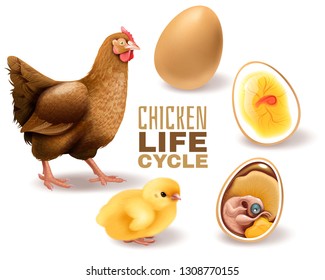 Chicken life cycle stages realistic  composition from fertile egg embryo development hatching to adult hen vector illustration