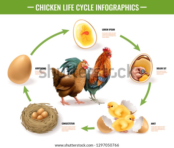 Chicken life cycle stages realistic\
infographic composition from fertile eggs embryo development to\
hatching chicks vector\
illustration