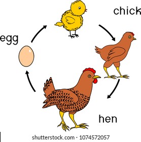 475 Life cycle hen Images, Stock Photos & Vectors | Shutterstock