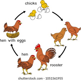 694 Chicken egg life cycle Images, Stock Photos & Vectors | Shutterstock