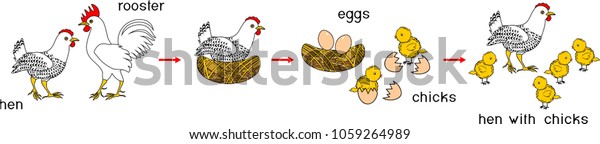 Chicken Life Cycle Titles Stages Chicken Stock Vector (royalty Free 