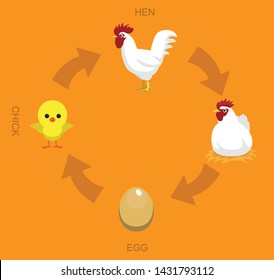 Chicken Life Cycle Vector Illustration Background