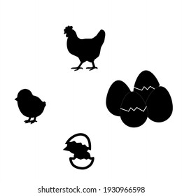 Chicken life cycle. Vector illustration, Aceh Indonesia