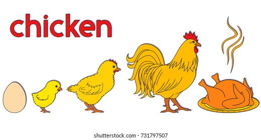 Chicken life way, conceptual cartoon vector illustration with stages of born, growth and ending of domestic bird