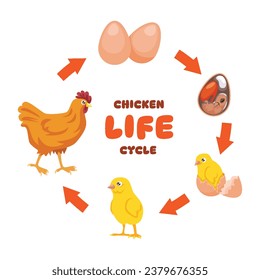 Objetos de elementos aislados del ciclo de vida del pollo. Educación en ciclo de vida animal para el aprendizaje preescolar. Ilustración vectorial de iconos de estilo plano