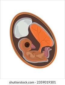 The Chicken Lifecycle vector. Developmental process of chicken illustration