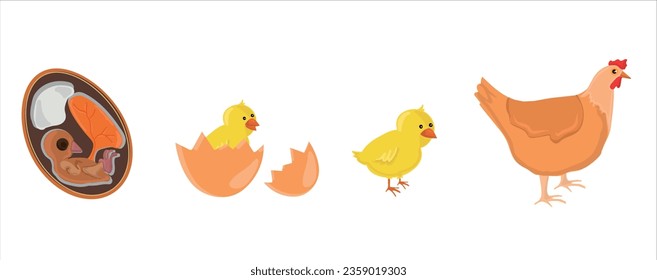The Chicken Lifecycle vector. Developmental process of chicken illustration