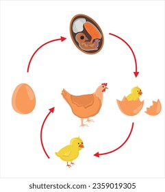 El vector del ciclo de vida del pollo. Proceso de desarrollo de la ilustración del pollo