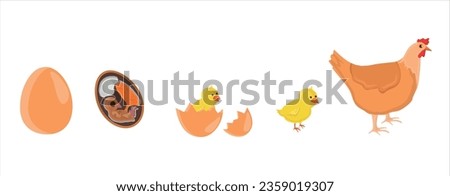 The Chicken Lifecycle vector. Developmental process of chicken illustration