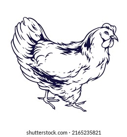 chicken line vector illustration animal