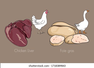 chicken liver and foie gras are the internal organs of poultry. Popularly used to make delicious dishes. Collection set for use illustration vector and simple design.