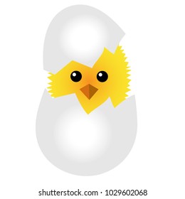 The chicken looks out of the shell