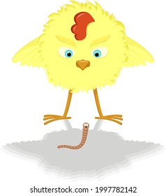 chicken looks at the worm