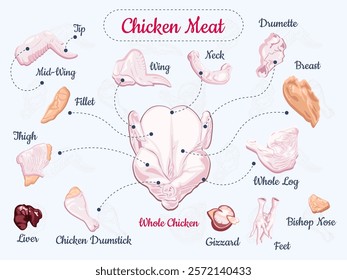 Chicken meat colorful concept with monochrome food emblem in center of composition and different raw chicken parts around it vector illustration