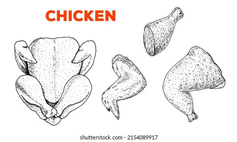 Chicken meat.  Hand drawn sketch illustration. Chicken carcass, wings and legs. Vector illustration. Engraved design. Restaurant menu design template.