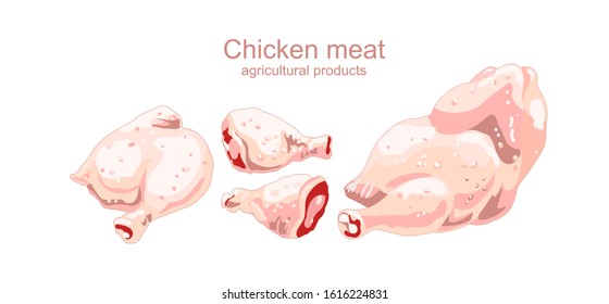 chicken meat, hand-drawing, graphic image of chicken parts, chicken carcass, drumstick, thigh, food items isolated, natural color