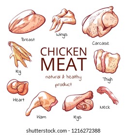 Chicken meat parts with names cuisine poster. Chicken meat products, breasts source of protein and health. Vector  hand drawn illustration on white background