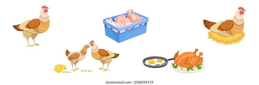 Chicken Meat Produce with Poultry Farm Food Vector Set