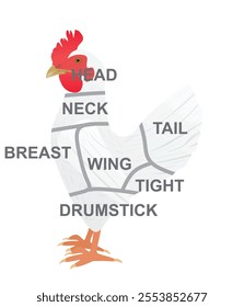 Chicken meat type diagram. vector