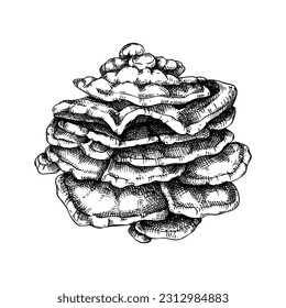 Hühnerpilzskizze. Essbare Fungus-Illustration. Pilzprotein, Mykoproteinquelle. Samenschalen, einzeln auf weiß. Design-Element gesunder Lebensmittel und pflanzlicher Fleischersatzstoffe