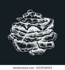 Chicken mushroom sketch. Edible fungus illustration on chalkboard. Fungal protein, mycoprotein, plant-based product ingredients, healthy food design element. Sulphur shelf mushroom drawing