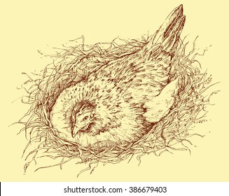 Chicken in nest - colored vector illustration