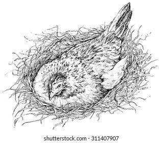 Chicken in nest - drawn vector illustration, isolated on white, stylized engraving