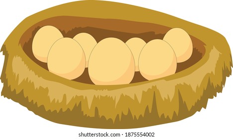 Chicken nest and eggs on white background