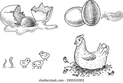 Chicken on the roost, chickens and eggs. Black and white vector drawing. Retro drawing, vintage graphics. Collection of farm products and animals