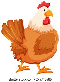 Chicken on a white background