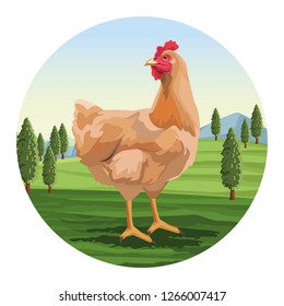 Chicken over landscape