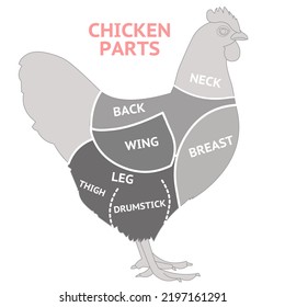 Chicken Parts Anatomy. Bird, Chick Cutting Whole Into Eaten Pieces Diagram. Breast, Halves Thighs, Drumsticks, Wings, Leg, Back, Neck, Breast Thigh. Butcher Food Meat. Gray Body. Illustration Vector 