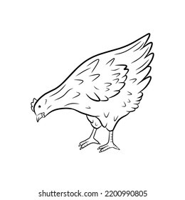 Chicken pecks side view illustration
