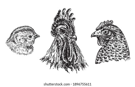 Chicken poult, rooster and hen face portrait, set, doodle drawing, woodcut style