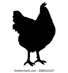 chicken poultry bird rooster animals