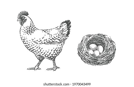 Chicken, poultry, domestic farm animal, and nest with eggs into it.
Hand drawn engraving vintage style illustrations.