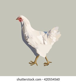 chicken poultry, laying hen, agriculture, isolated vector