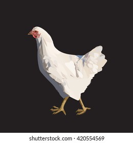 chicken poultry, laying hen, agriculture, isolated vector