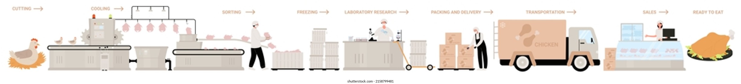 Chicken production, factory line infographic vector illustration. Cartoon automated process of making poultry meat from slaughterhouse to distribution and delivery. Food industry, manufacture concept