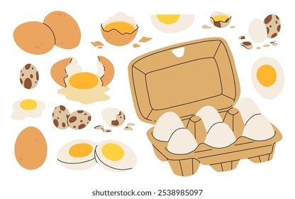 Chicken and quail eggs with broken and whole eggshell, yellow yolk. Raw, cooked, boiled, fried protein food in shell. Farm nutrition packed in box, container. Isolated flat vector illustrations