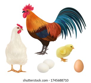 Chicken realistic. Adult chick domestic farm animals rooster hens vector illustrations of birds