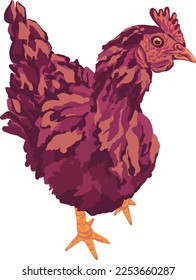 Chicken red. Colored vector illustrations of poultry chicken, hen. Bright retro style, segmented on a white background. For modern posters, postcards and printing