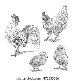 Chicken, rooster, chick sketch. Set hand drawn vector illustration.