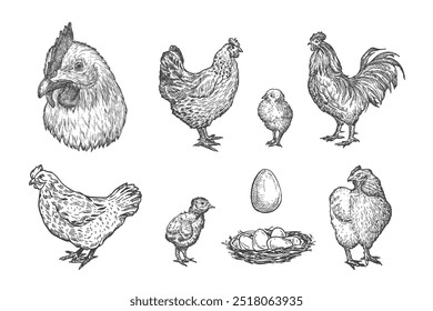 Pollo, gallo con polluelos Pájaros y animales domésticos Dibujo a mano Estilo de grabado Siluetas y cabeza de aves de corral. Conjunto de Ilustraciones vectoriales retro aislado