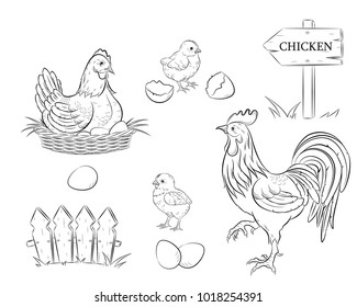 Chicken, rooster, chicken and chicken eggs in the nest.Breeding chicken farm, a pointer, a fence.Vector illustration of an isolated circuit. EPS 10