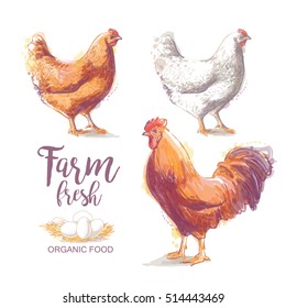 Chicken, rooster and eggs set. Vector logo watercolor illustration in vintage style