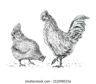 chicken and rooster hand drawing sketch engraving illustration style