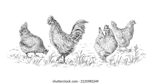 chicken and rooster hand drawing sketch engraving illustration style